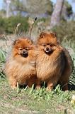 SPITZ ALLEMAND 134